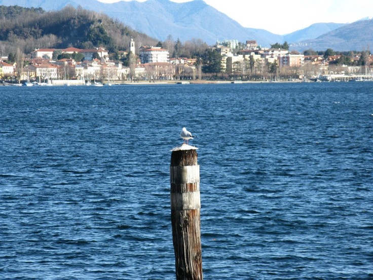 Arona