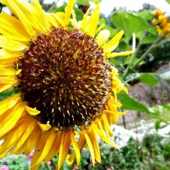 Girasole