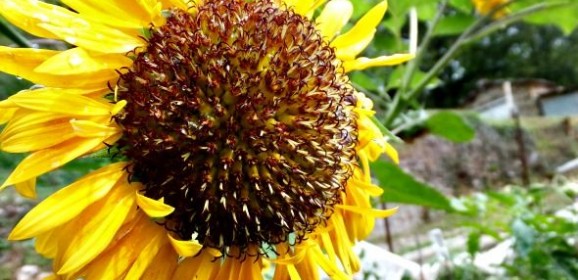 Girasole