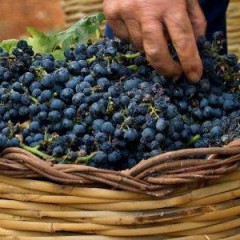 Primitivo di Manduria