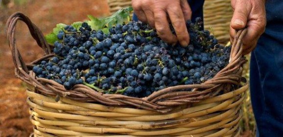 Primitivo di Manduria