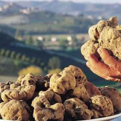Tartufo, truffel