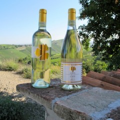 Cortese di Gavi