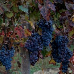 Barbera