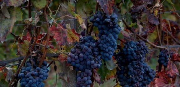 Barbera