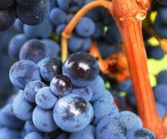 Nerello Mascalese