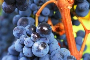 Nerello Mascalese