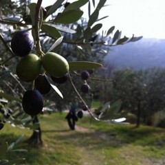 le olive