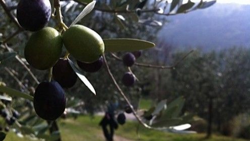 le olive
