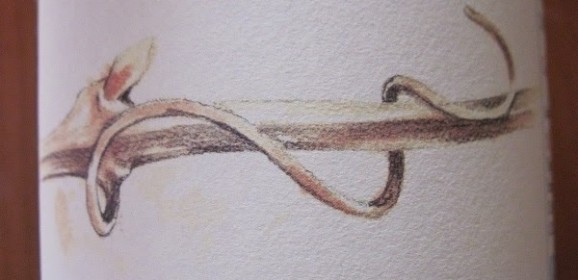 De Gaglioppo druif