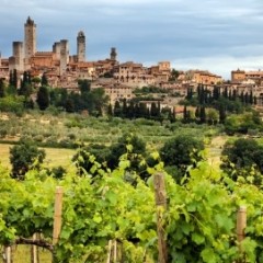 Vernaccia di San Gimignano