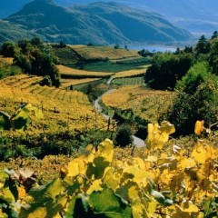 Pinot Blanc in Italië?