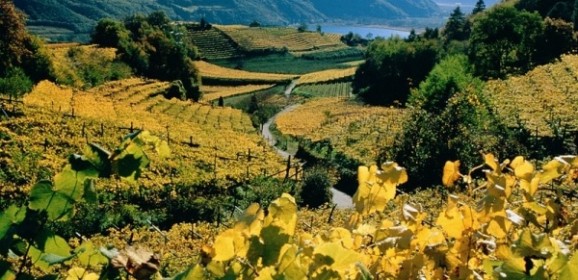 Pinot Blanc in Italië?