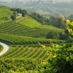 Prosecco, dé mousserende wijn van Italië.