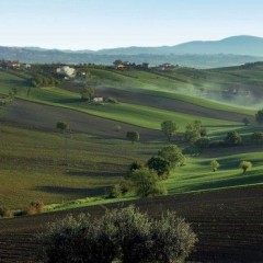 Verdicchio Dei Castelli di Jesi