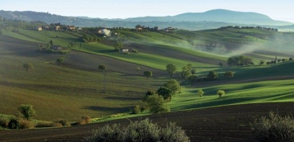 Verdicchio Dei Castelli di Jesi