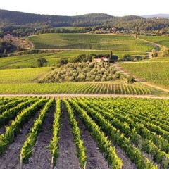 Rufina Chianti