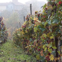 Dolcetto, kleine zoete