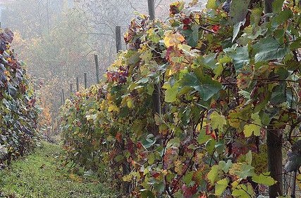 Dolcetto, kleine zoete
