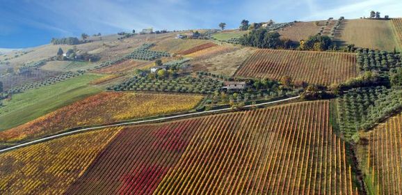 Rosso Piceno