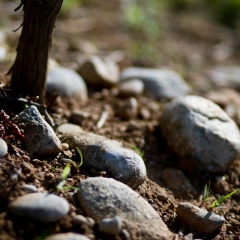 Cabernet franc.