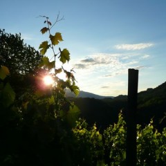 Estrosa….daar is de zon!