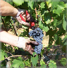Vermentino uit Toscane