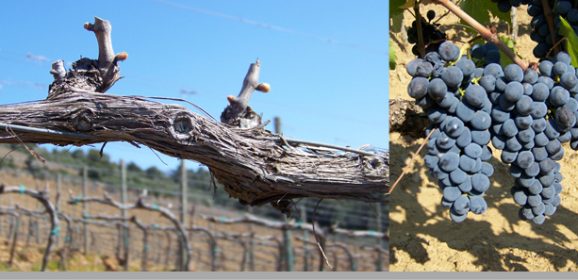 Vermentino uit Toscane
