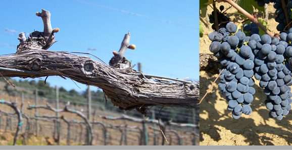 Vermentino uit Toscane