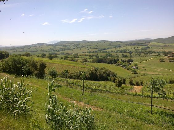 Vermentino uit Toscane3